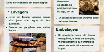 Cópia de FLUXOGRAMA DE BENEFICIAMENTO DO GENGIBRE